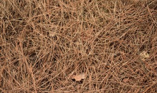 松针土适合种什么花 松针土如何自制