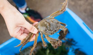 螃蟹怎么保存不会死 螃蟹的保存方法