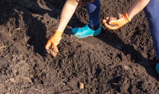 种土豆最忌讳什么肥料 用什么肥比较好