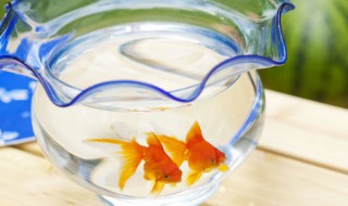 怎样做鱼缸里面的喷水器 在家制作多用喷水器