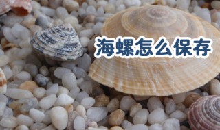 海螺的保存方法 如何存放海螺