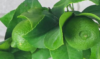 柠檬的保存方法 如何保存柠檬