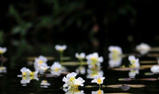 海菜花在什么地方可以看 海菜花是什么花