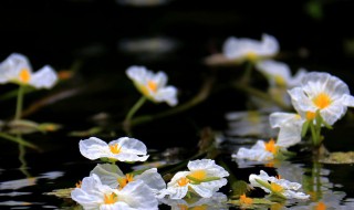 海菜花什么季节开花 海菜花长在哪里