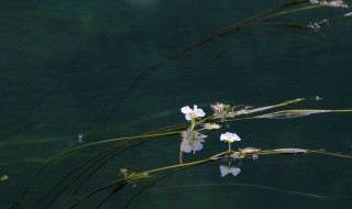 海菜花寓意 海菜花很让人讨厌吗