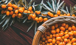 蚂蚁森林的沙棘一般都种在哪里 沙棘是什么植物