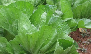 沙芥菜的播种方法 如何种植芥菜