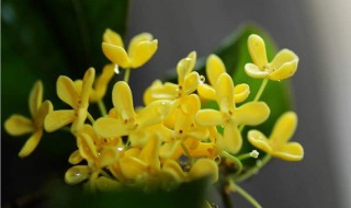 描写桂花的四字词语 形容桂花的四字词语意思及出处