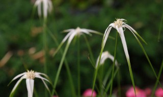 白鹭莞养殖方法 白鹭莞怎么养