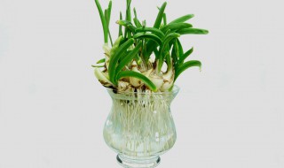 水仙花的作文300字 一篇优秀的范文如下