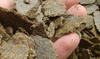 菜籽饼简单发酵方法 菜籽饼简单发酵方法是什么