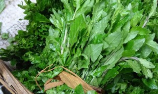 吃枸杞菜有什么用 吃枸杞菜有什么好处