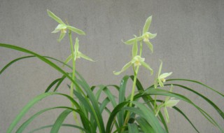 白兰草种植方法 白兰草怎么种