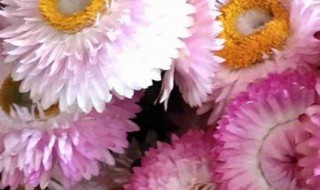 腊菊养殖方法 怎么养蜡菊