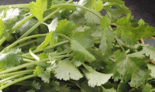 香菜根植方法 怎么根植香菜