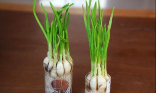 蒜苗什么时候种植最好 什么时候种比较合适