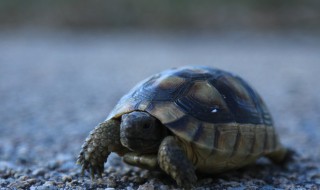 乌龟保温的方法 这六种方法都可行
