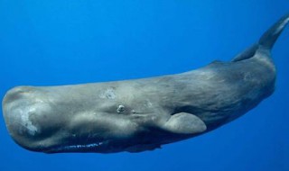 鲸鱼的自述400字 请珍惜我们吧