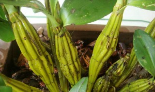 流苏石斛的繁殖方法 可以进行扦插吗