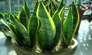 自制虎皮兰肥方法 用量是多少呢