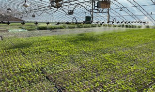 挖菜苗的技巧 挖菜苗的技巧有什么