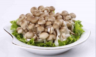 蟹味菇为什么要焯水 需要给蟹味菇焯水的原因