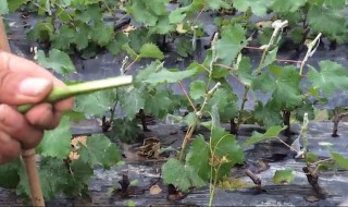 葡萄嫁接时间和方法 葡萄嫁接时间和方法是什么