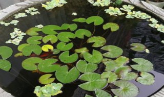 盆栽睡莲的技巧 盆栽睡莲的方法