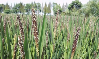 黑软米怎么做 美味的黑软米怎么做