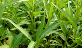 空心菜种植时间和方法 空心菜种植时间和方法介绍