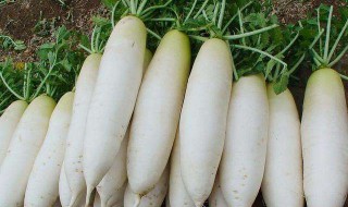 白萝卜的种植方法和时间 白萝卜的种植方法和时间介绍