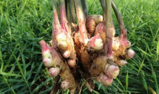 种植生姜的方法和时间 种植生姜的方法和时间介绍