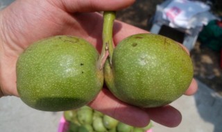 取核桃绿皮窍门 怎样快速去掉核桃的外皮