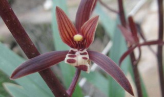 金华山养殖方法 金华山如何养殖