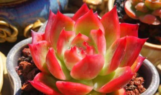红颜多肉养护方法 需要有充足的光照