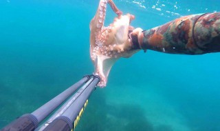 钓章鱼正确方法 钓章鱼的五大方法技巧