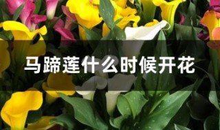 马蹄莲什么时候开花 马蹄莲的开花时间