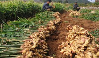 生姜什么时候种植 生姜的种植时间