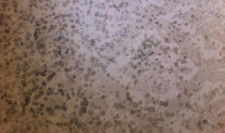 家里墙纸发霉了如何处理 如何处理家里墙纸的霉