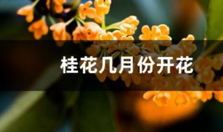 桂花树什么时候开花 桂花几月份开花