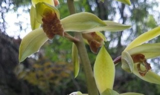 兰花什么时候换盆好 春季冬季换盆好