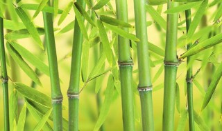 竹子什么时候移栽易成活 竹子移栽易成活的时间