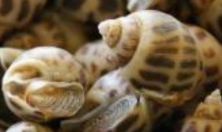 黄焖螺蛳怎么做 黄焖螺蛳做法