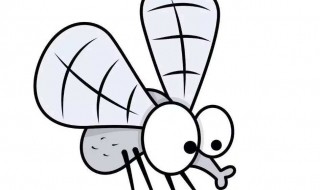 驱蚊香水制作方法 如何制作驱蚊香水