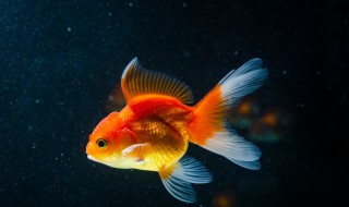 金鱼苗受伤怎么处理 应该如何用药