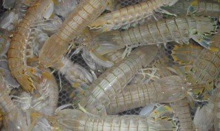 钓琵琶虾方法 如何钓琵琶虾