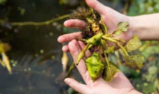 菱角种子育苗方法 菱角种子如何种植