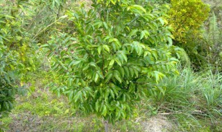 白喇树的养殖方法 白喇树如何养殖