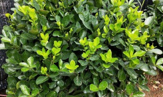 冬青小苗修剪技巧 需要注意哪些事项