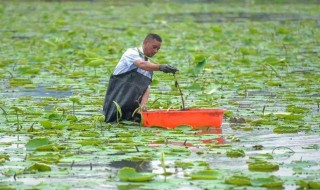采摘藕带的技巧 什么时候适合采摘呢